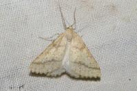 Aspitates ochrearia