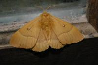 Lasiocampa quercus