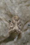 Luperina dumerilii