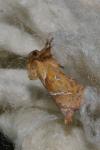 Triodia sylvina