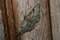 Peribatodes rhomboidaria