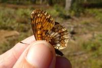 Melitaea athalia