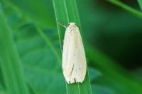 Wittia sororcula