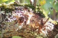 Brintesia circe