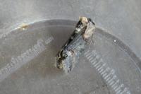 Abrostola triplasia