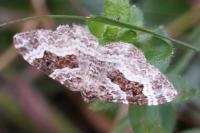 Epirrhoe alternata