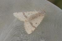 Aspitates ochrearia