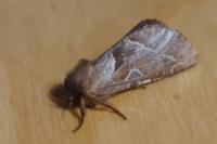 Triodia sylvina