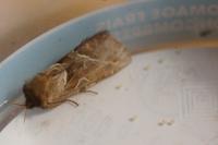 Triodia sylvina