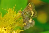 Pyrausta aurata