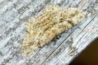 Peribatodes rhomboidaria