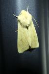 Mythimna vitellina