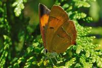 Thecla betulae