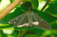 Cydalima perspectalis