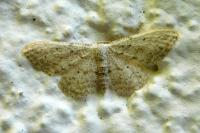 Idaea seriata