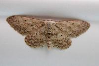 Idaea seriata