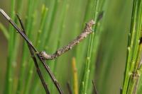 Hypomecis roboraria
