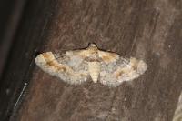 Eupithecia linariata