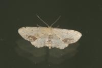 Idaea dimidiata