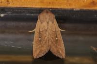 Mythimna albipuncta