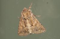 Thalpophila matura