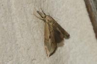 Agriphila geniculea