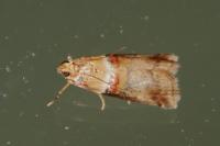 Acrobasis tumidana