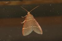 Hypsopygia glaucinalis