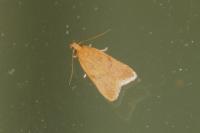 Helcystogramma lutatella