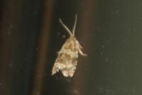 Celypha rivulana