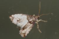 Notocelia incarnatana
