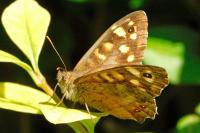 Pararge aegeria