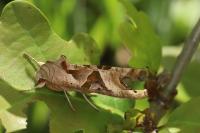 Phlogophora meticulosa