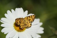 Pseudopanthera macularia