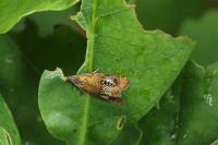 Olethreutes arcuella