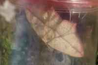 Timandra comae