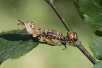 Stauropus fagi