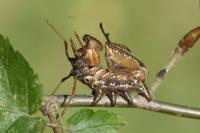 Stauropus fagi