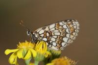 Melitaea athalia