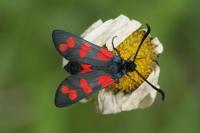 Zygaena filipendulae