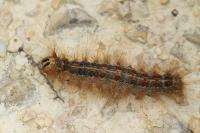 Lymantria dispar