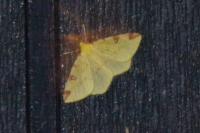 Opisthograptis luteolata