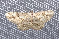 Peribatodes rhomboidaria rhomboidaria