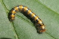 Lasiocampa quercus