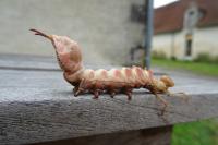Stauropus fagi