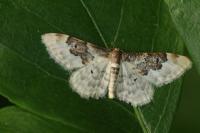 Idaea rusticata