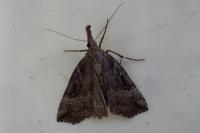 Hypena rostralis