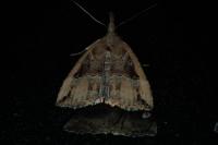 Hypena rostralis