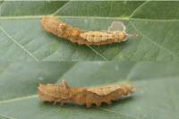 Watsonalla binaria