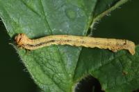 Phigaliohybernia